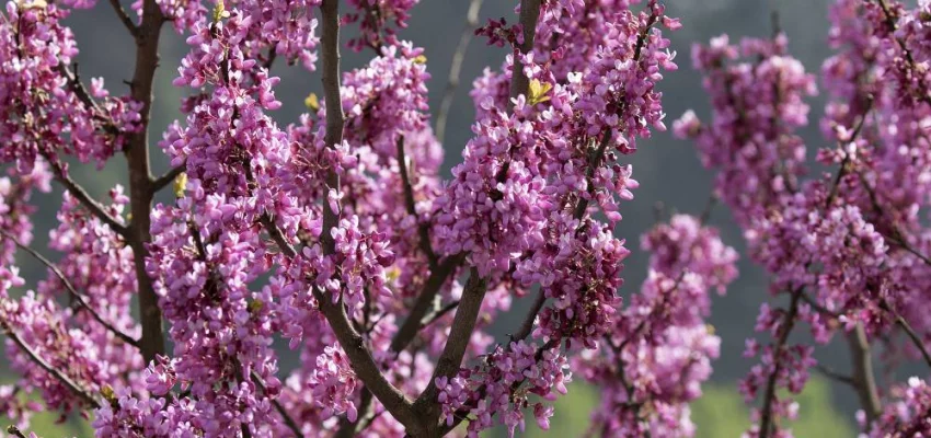 CERCIS siliquastrum - Arbre de judée