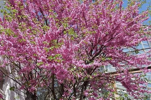 CERCIS siliquastrum - Arbre de judée