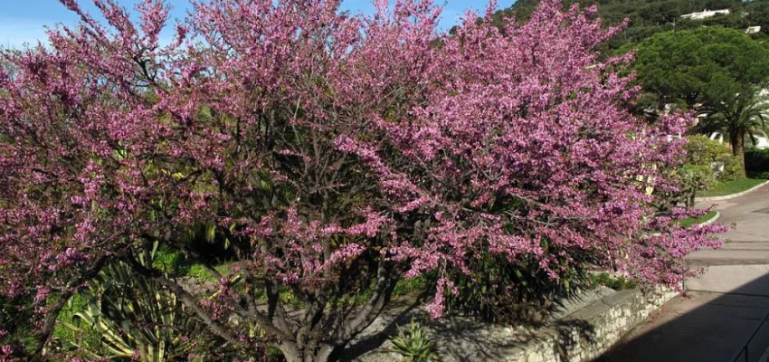 CERCIS siliquastrum - Arbre de judée