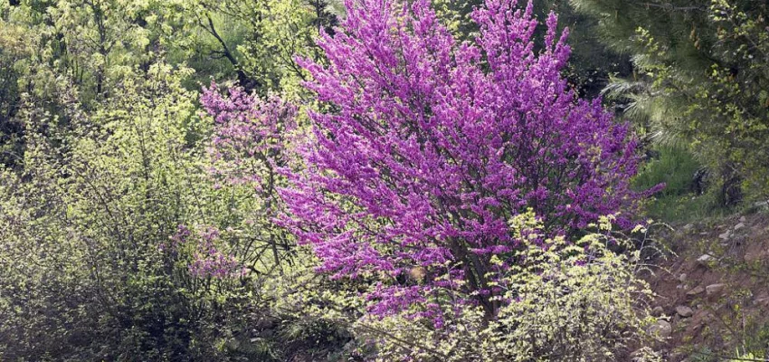 CERCIS siliquastrum - Arbre de judée