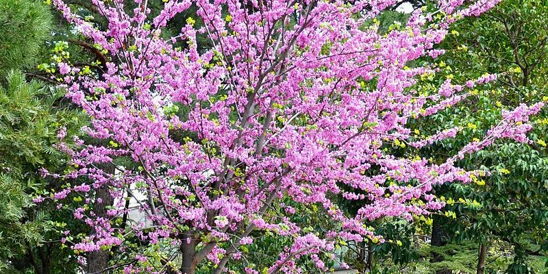 CERCIS siliquastrum - Arbre de judée