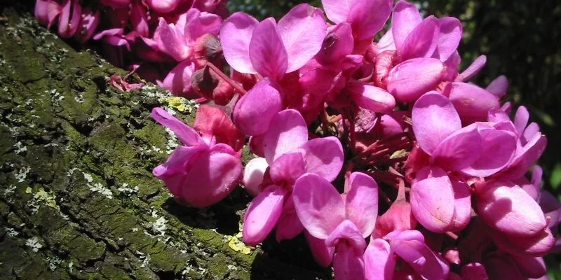 CERCIS siliquastrum - Arbre de judée