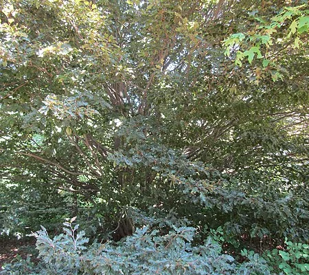 FAGUS sylvatica 'Rohanii' - Hêtre 'Rohanii'