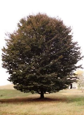 FAGUS sylvatica 'Rohanii' - Hêtre 'Rohanii'