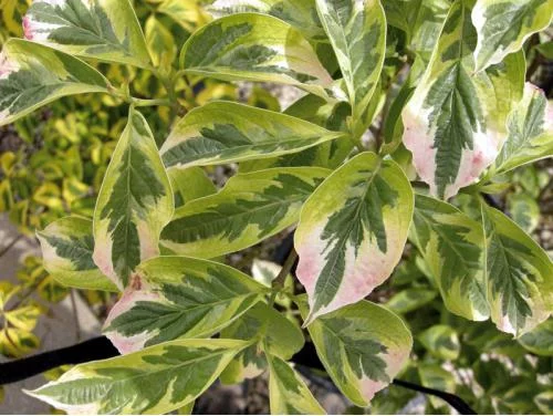 CORNUS florida 'Cherokee Daybreak' - Cornouiller à fleurs