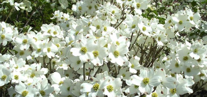 CORNUS florida 'Cherokee Daybreak' - Cornouiller à fleurs
