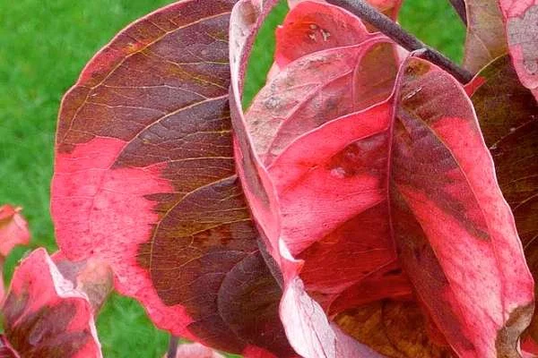 CORNUS florida 'Rainbow' - Cornouiller de Floride à fleurs