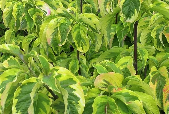 CORNUS florida 'Rainbow' - Cornouiller de Floride à fleurs