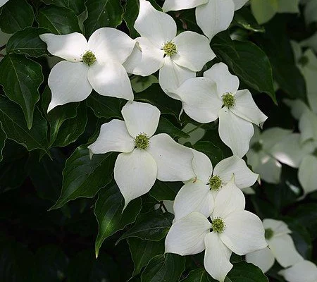 CORNUS kousa 'China Girl' - Cornouiller du Japon à fleurs