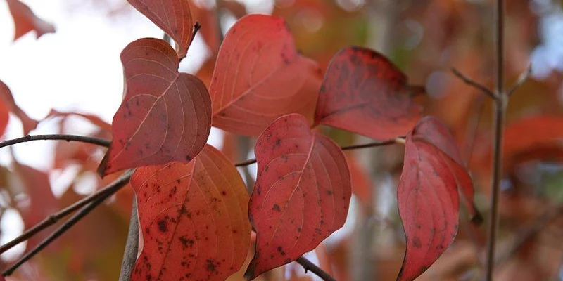 CORNUS kousa 'China Girl' - Cornouiller à fleurs