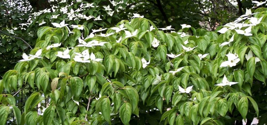 CORNUS kousa 'China Girl' - Cornouiller du Japon à fleurs