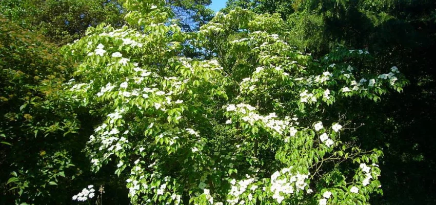 CORNUS kousa 'China Girl' - Cornouiller du Japon à fleurs