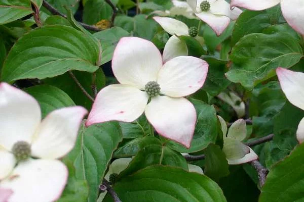 CORNUS kousa 'China Girl' - Cornouiller du Japon à fleurs