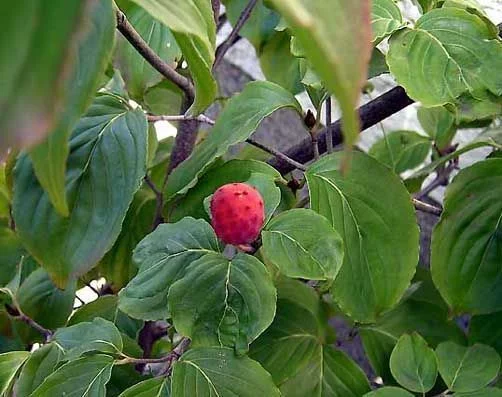 CORNUS kousa 'China Girl' - Cornouiller à fleurs