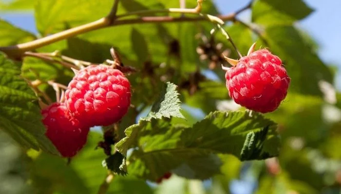 Framboisier remontant 'Autumn Bliss' ® - Rubus Ideaus 'Atumn Bliss' ®