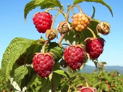 Framboisier remontant 'Autumn Bliss' ® - Rubus Ideaus 'Atumn Bliss' ®