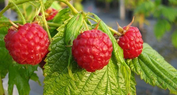 Framboisier remontant 'Autumn Bliss' ® - Rubus Ideaus 'Atumn Bliss' ®