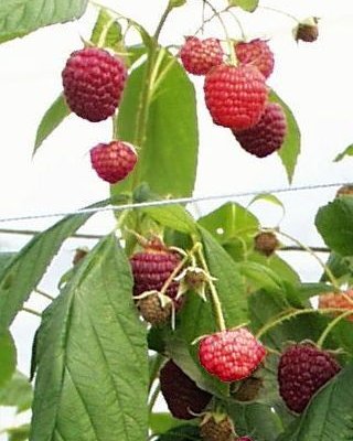 Framboisier remontant 'Héritage' - Rubus ideaus 'Heritage'