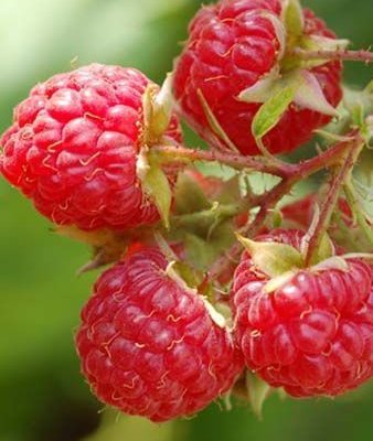 Framboisier non remontant 'Willamette' - Rubus ideaus 'Wilamette'