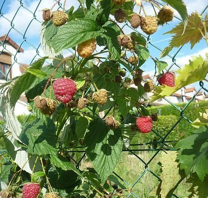 Framboisier non remontant 'Willamette' - Rubus ideaus 'Wilamette'
