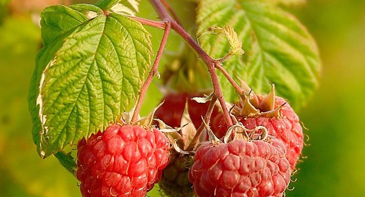 Framboisier remontant 'Zeva' - Rubus ideaus 'Zeva'