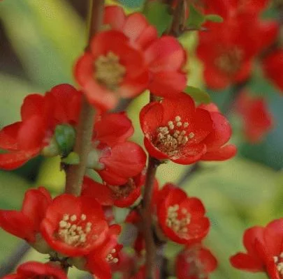 CHAENOMELES japonica 'Sargentii' - Cognassier du Japon 'Sargentii'