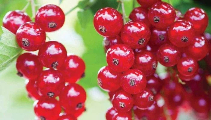 Groseillier 'Jonkheer Van Tets' - Ribes rubrum 'Jonkheer van tets'