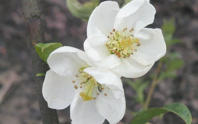 CHAENOMELES speciosa 'Nivalis' - Cognassier du Japon Blanc 'Nivalis'