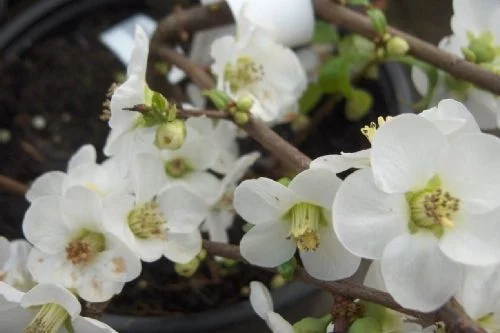 CHAENOMELES speciosa 'Nivalis' - Cognassier du Japon Blanc 'Nivalis'