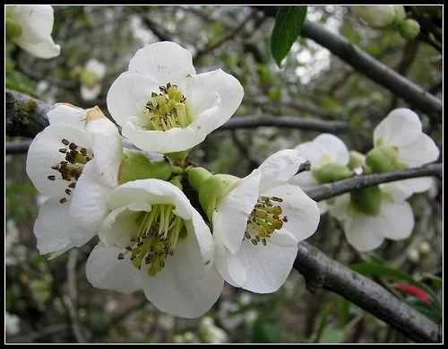 CHAENOMELES speciosa 'Nivalis' - Cognassier du Japon Blanc 'Nivalis'