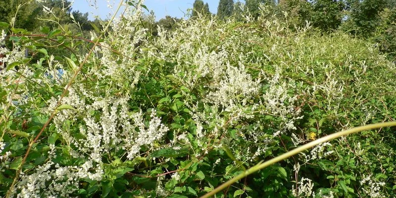 FALLOPIA aubertii - Polygonum