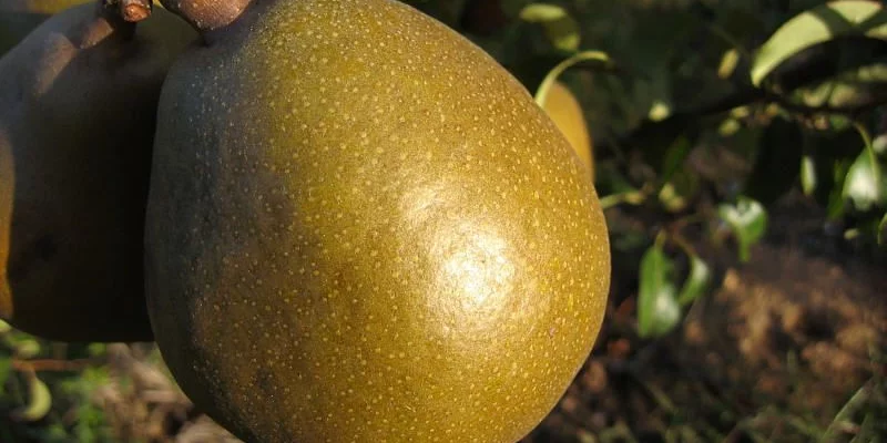 POIRIER 'Williams Bon Chrétien' - Arbre fruitier