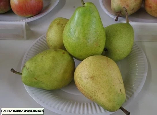 POIRIER 'Louise Bonne D'avranches' - Arbre fruitier