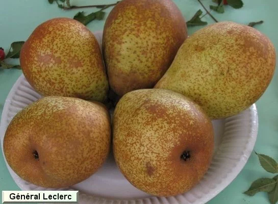 POIRIER 'Général Leclerc' - Arbre fruitier