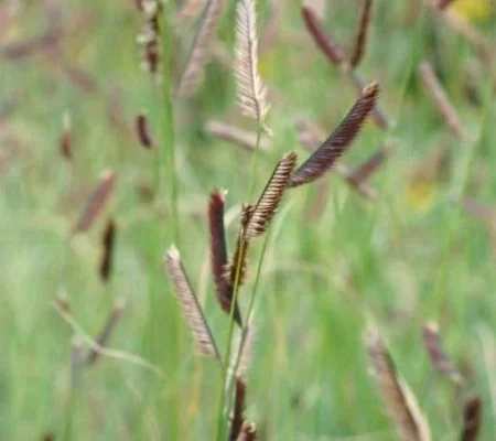 BOUTELOUA gracilis