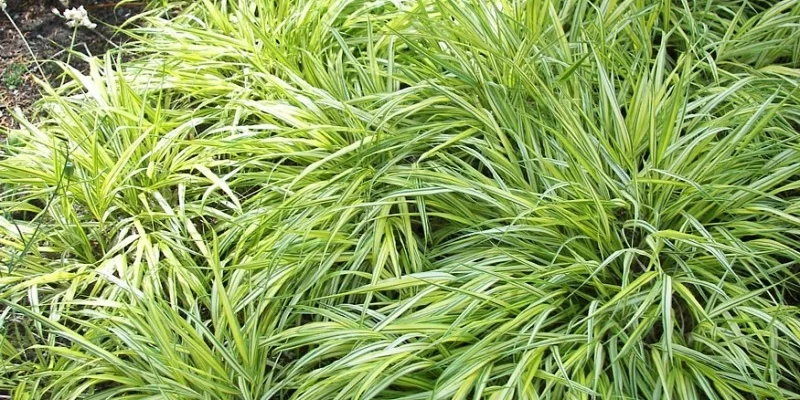 CAREX morrowii 'Variegata' - Graminée, Laîche