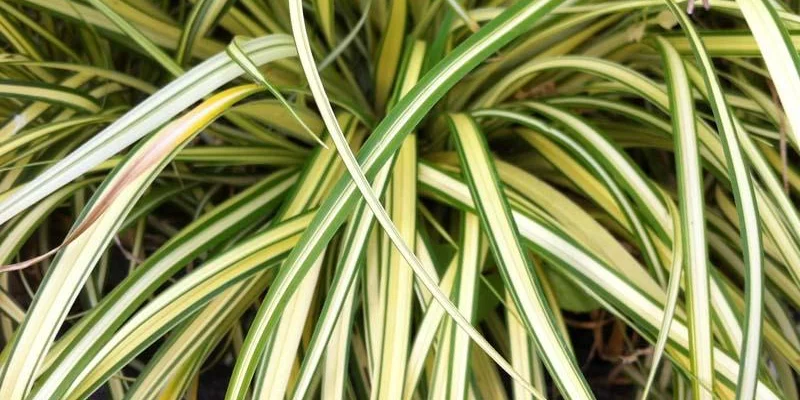 CAREX oshimensis 'Evergold' - Graminée, Laîche