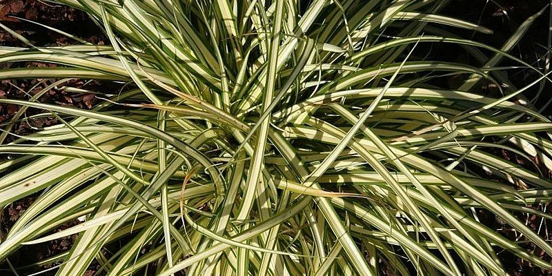 CAREX oshimensis 'Evergold' - Graminée, Laîche