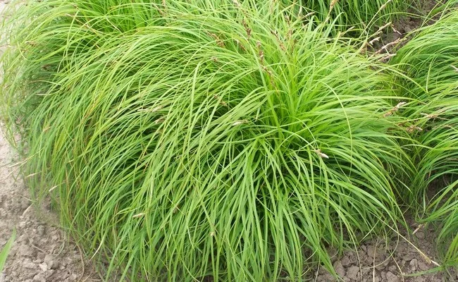 CAREX caryophyllea 'The Beatles'