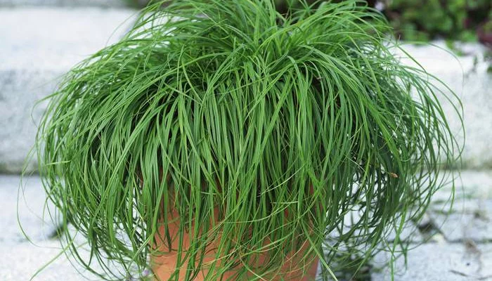 CAREX caryophyllea 'The Beatles'