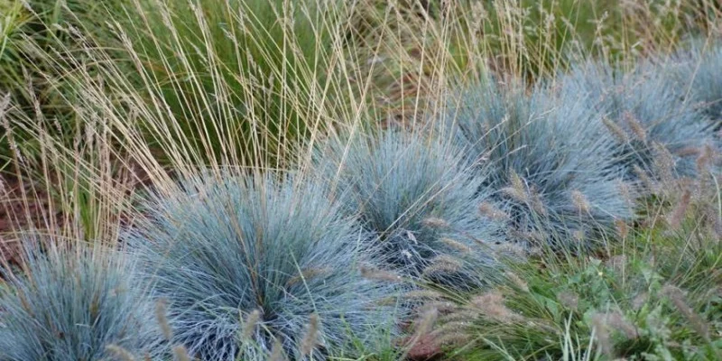 FESTUCA glauca 'Elijah Blue' - Fétuque