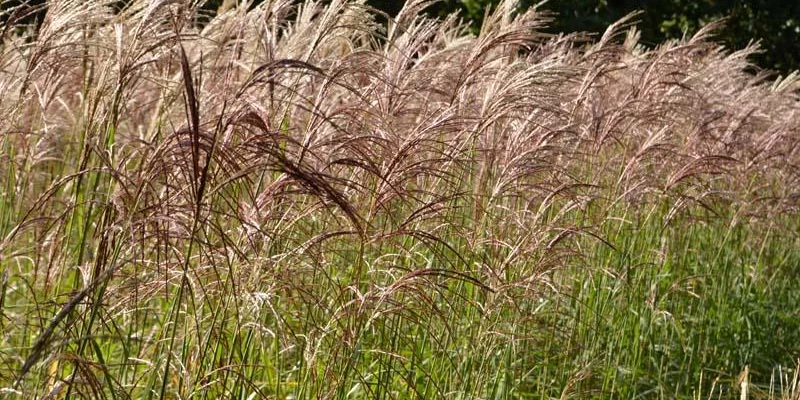 MISCANTHUS sinensis 'Flamingo'