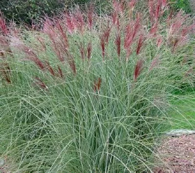 MISCANTHUS sinensis 'Flamingo'