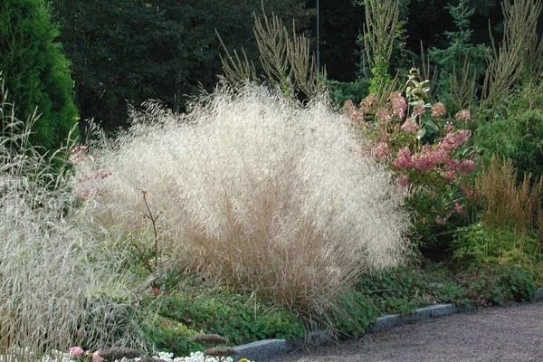 DESCHAMPSIA cespitosa - Graminée, Canche Cespiteuse