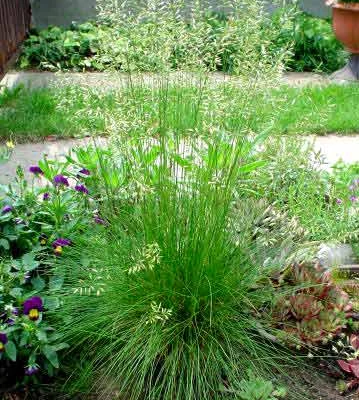 DESCHAMPSIA cespitosa - Graminée, Canche Cespiteuse