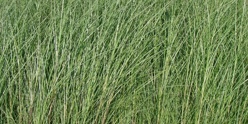 MISCANTHUS sinensis 'Gracillimus'