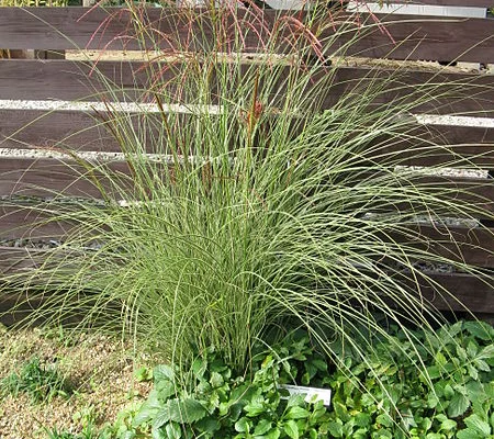 MISCANTHUS sinensis 'Gracillimus'