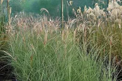 MISCANTHUS sinensis 'Gracillimus'