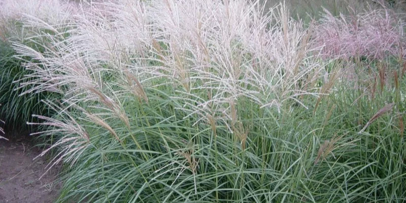 MISCANTHUS sinensis 'Herman Mussel'