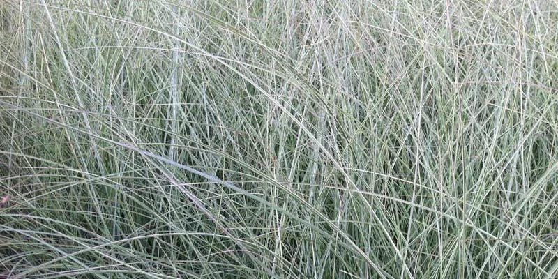 MISCANTHUS sinensis 'Morning Light'